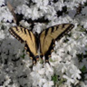 Meet your Posher, Carrie